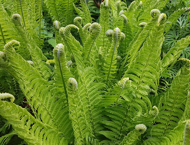 Ostrich Fern