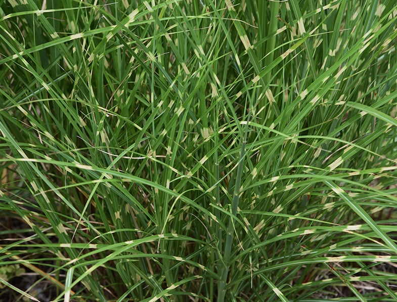 Zebra Grass