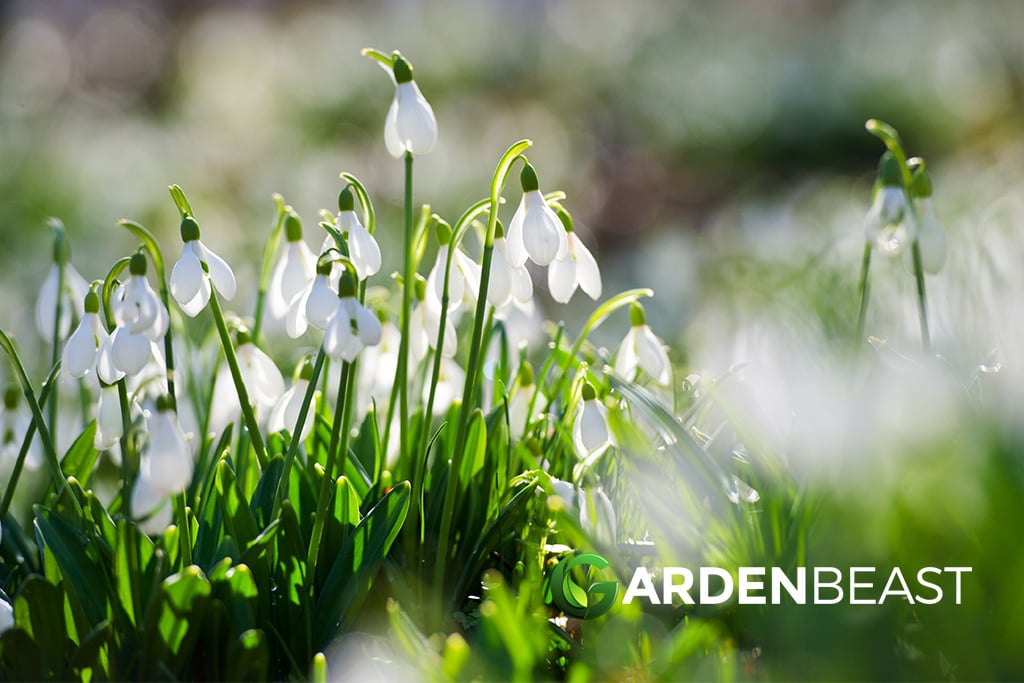 Snowdrops