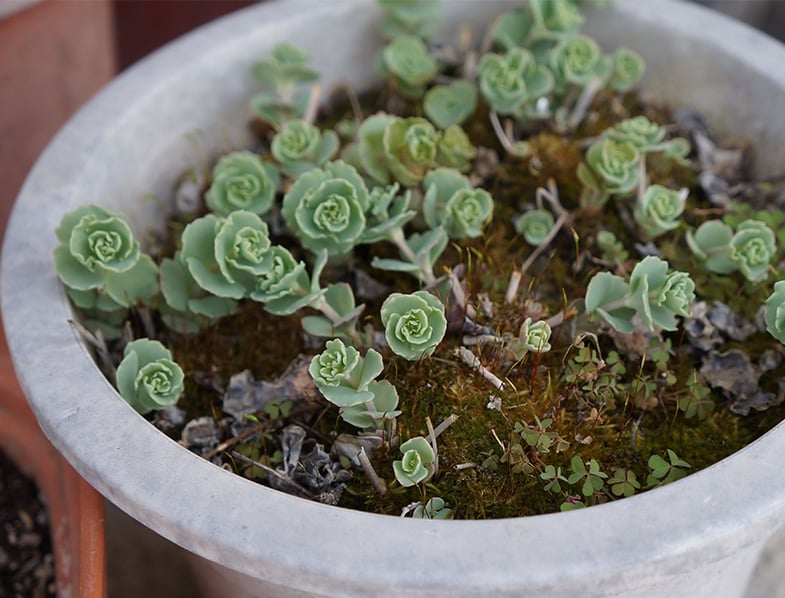 Aeonium Aureum