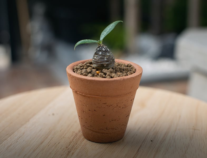 Dorstenia Foetida