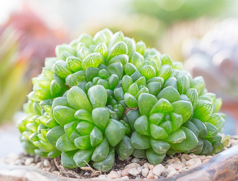 Haworthia Cooperi Guide How To Grow Care For Cooper S Haworthia   Haworthia Cooperi Succulent 