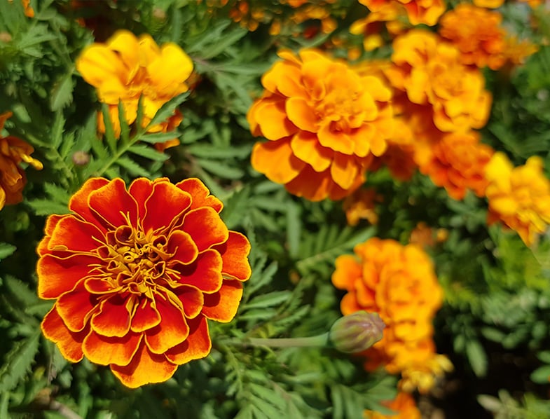 Marigolds