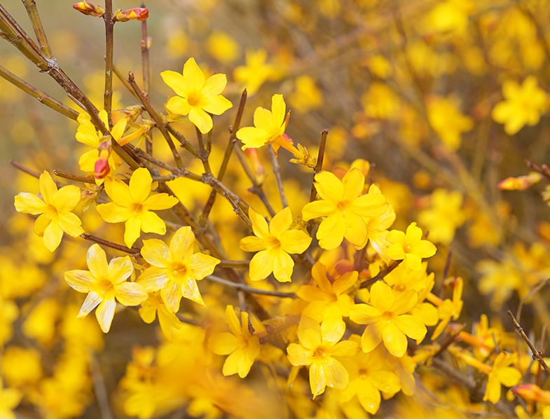 Winter Jasmine