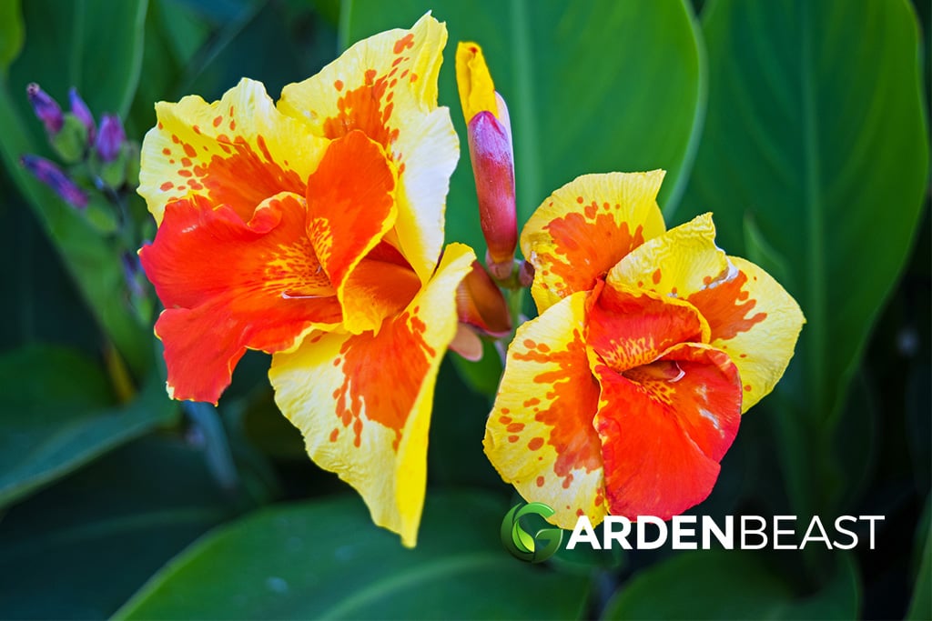 Canna Lily