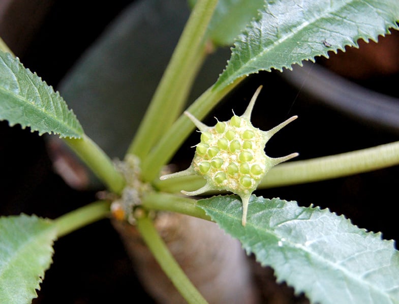 Dorstenia Foetida leaves