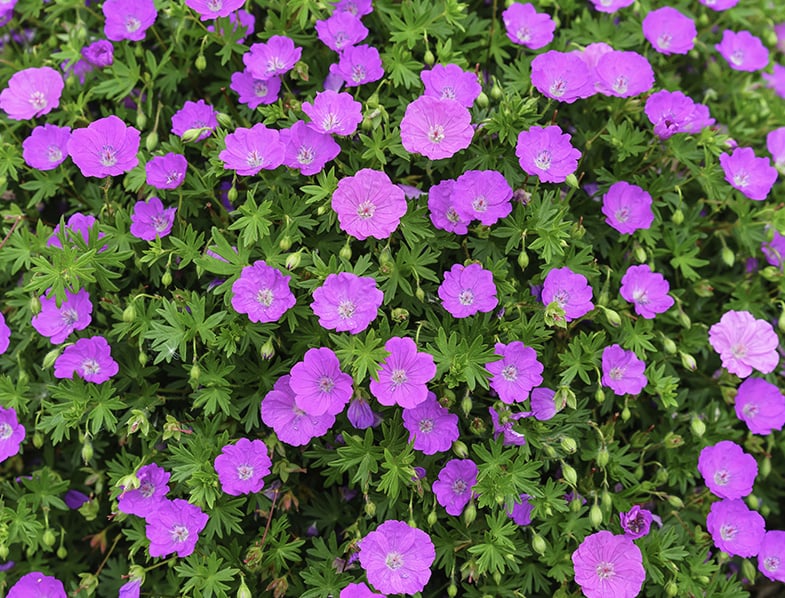 Geranium Sanguineum Guide: How Grow & Care for Cranesbill”