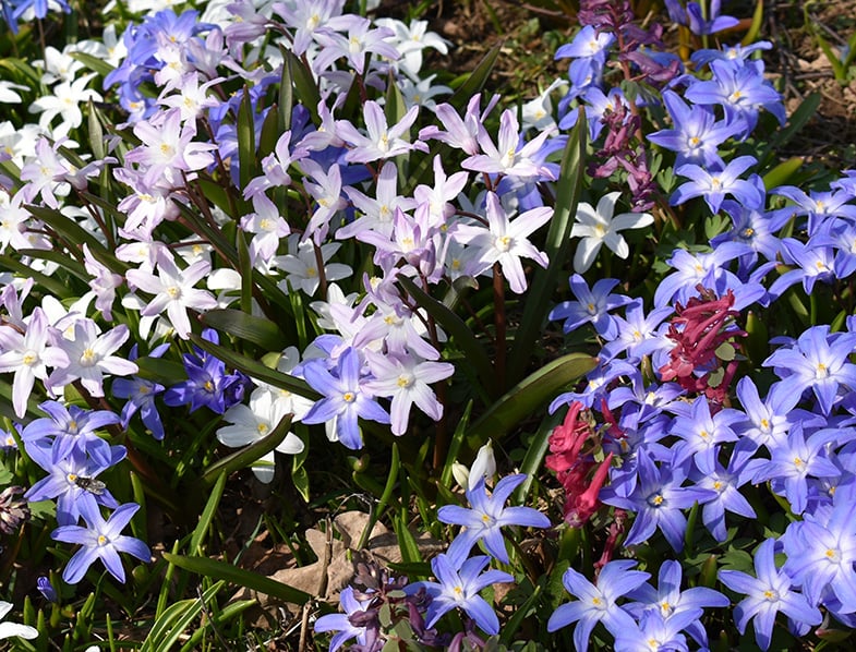 Chionodoxa Forbesii