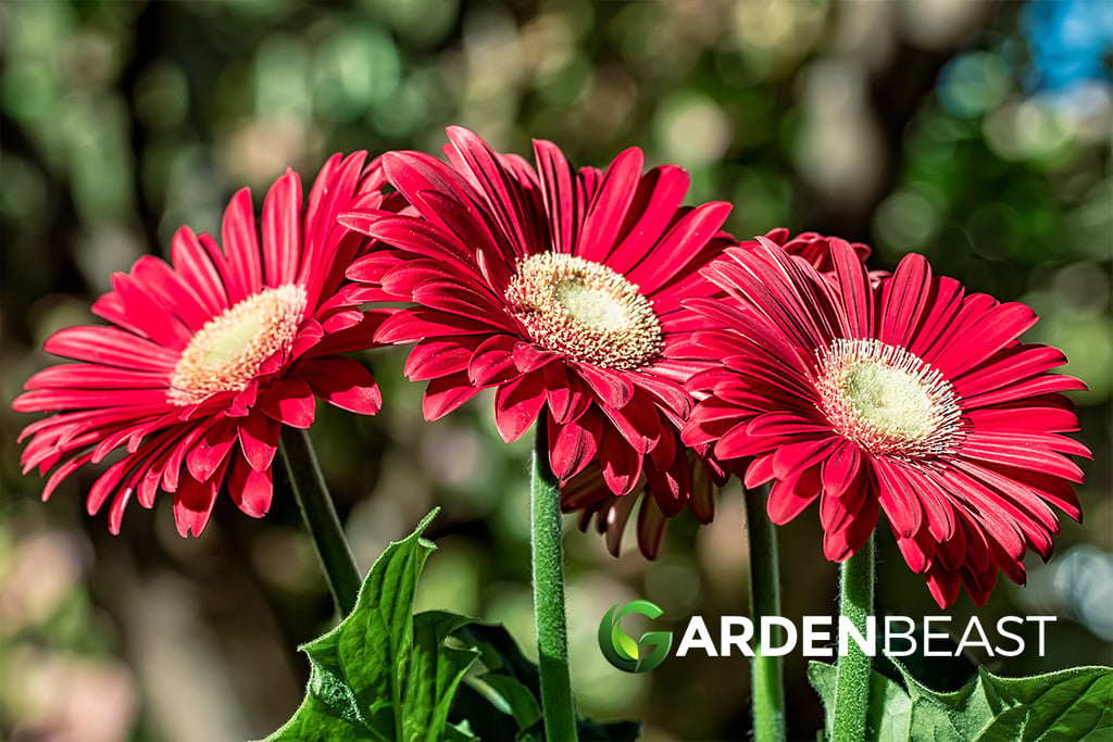 Gerbera Guide: How to Grow & Care for “Gerbera Daisy”