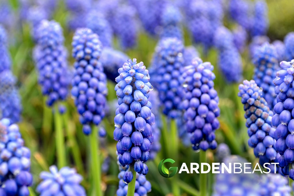 Grape Hyacinth