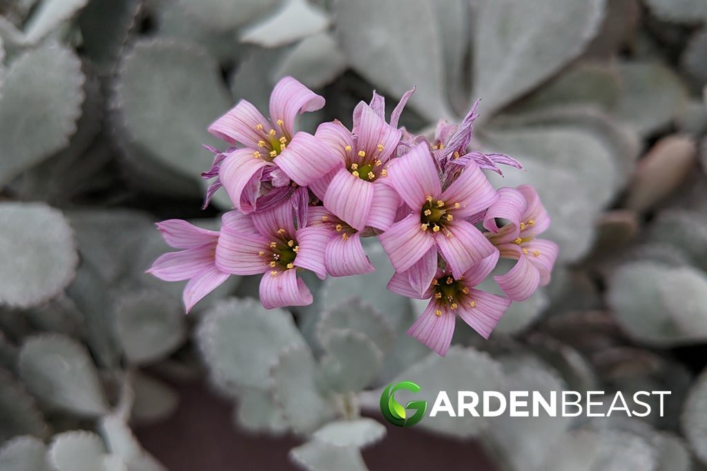 Kalanchoe Pumila