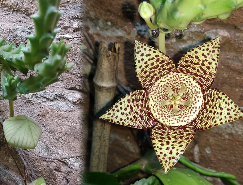 Orbea variegata