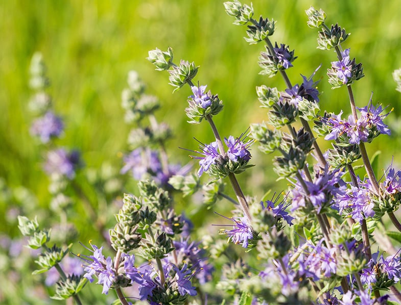 Salvia Clevelandii