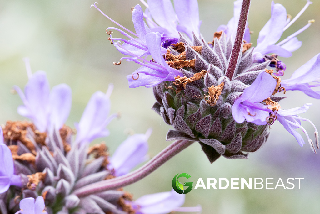 Salvia Clevelandii Guide: How to Grow & Care for “Cleveland Sage” Salvia Clevelandii