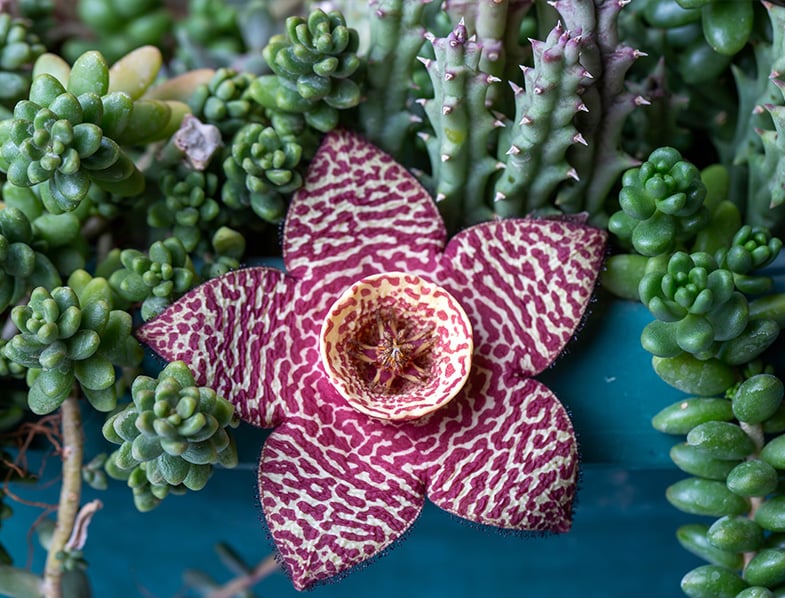 Star cactus flower