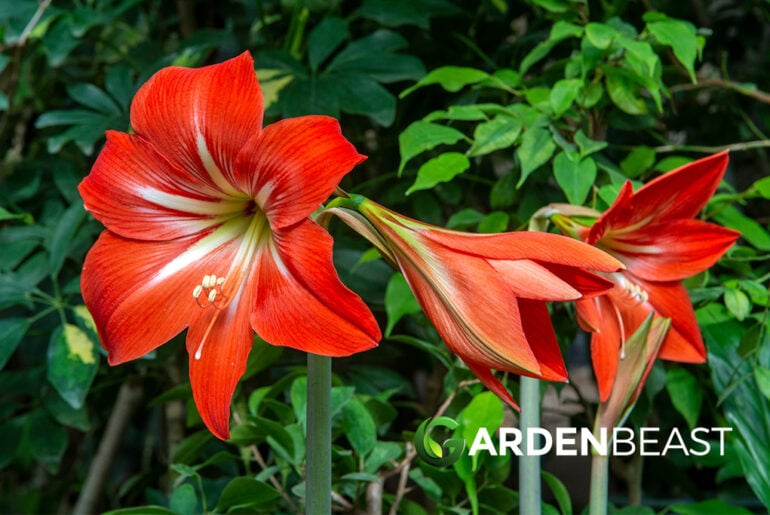 100Pcs Amaryllis Flower Seeds Hippeastrum Beautiful Plants Decor for Garden Home 100Pcs Amaryllis Flower Seeds Hippeastrum Beautiful Plants Decor for Garden Home