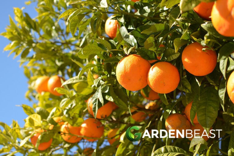 10-types-of-citrus-trees-everything-you-need-to-know