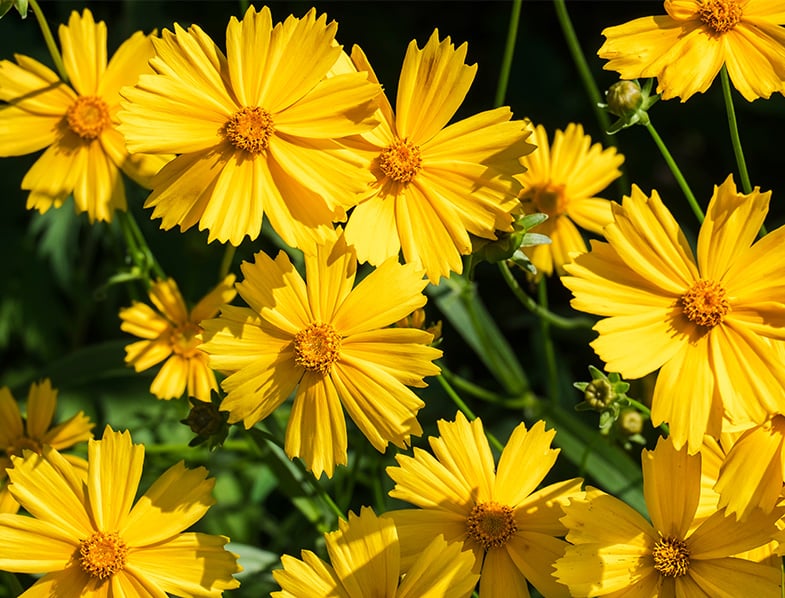 Coreopsis