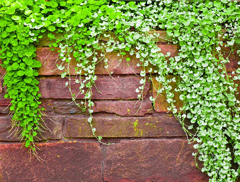 Dichondra 