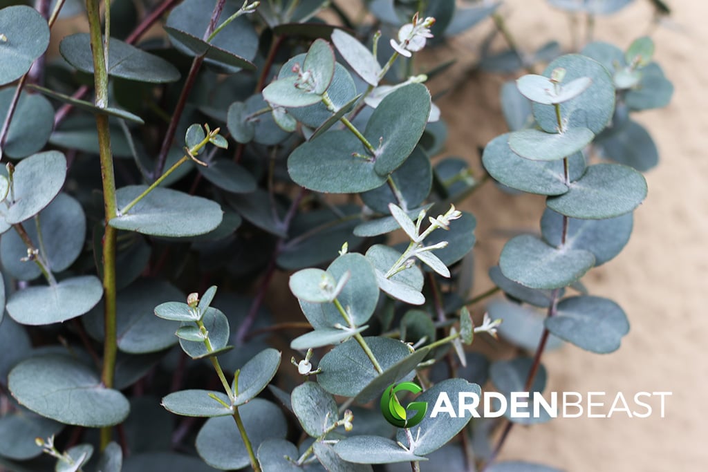 Eucalyptus gunnii