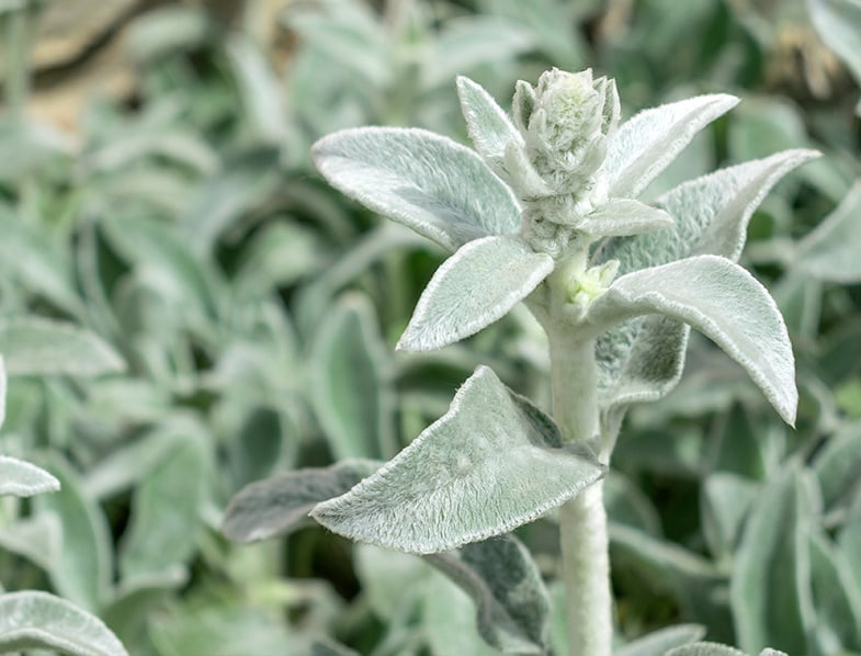 Are Lambs Ear Plants Poisonous To Dogs