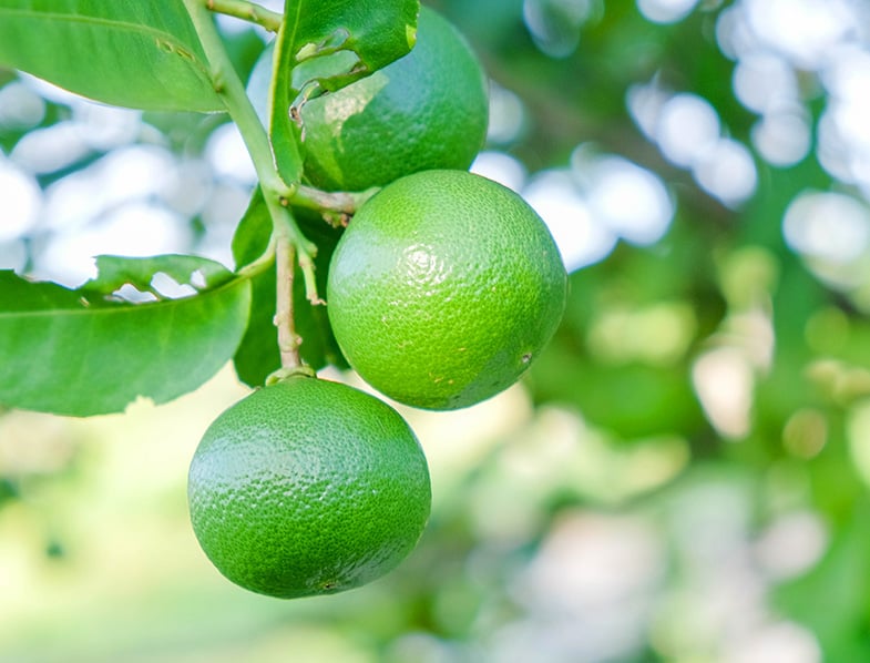 Mexican Key Lime