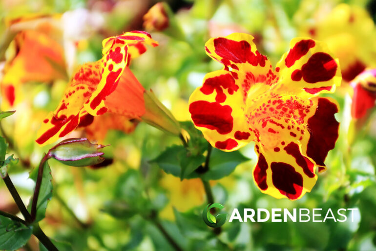 Mimulus Guide: How to Grow and Care for "Monkeyflower"