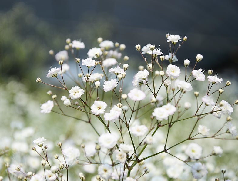 Gypsophila Paniculata