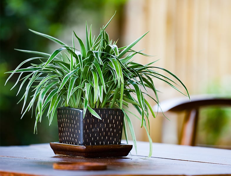 Spider Plant