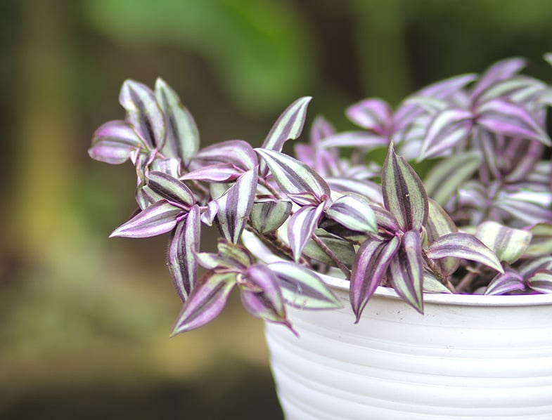 Tradescantia zebrina