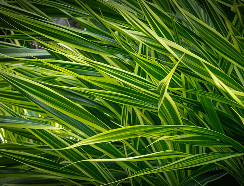 phormium tenax