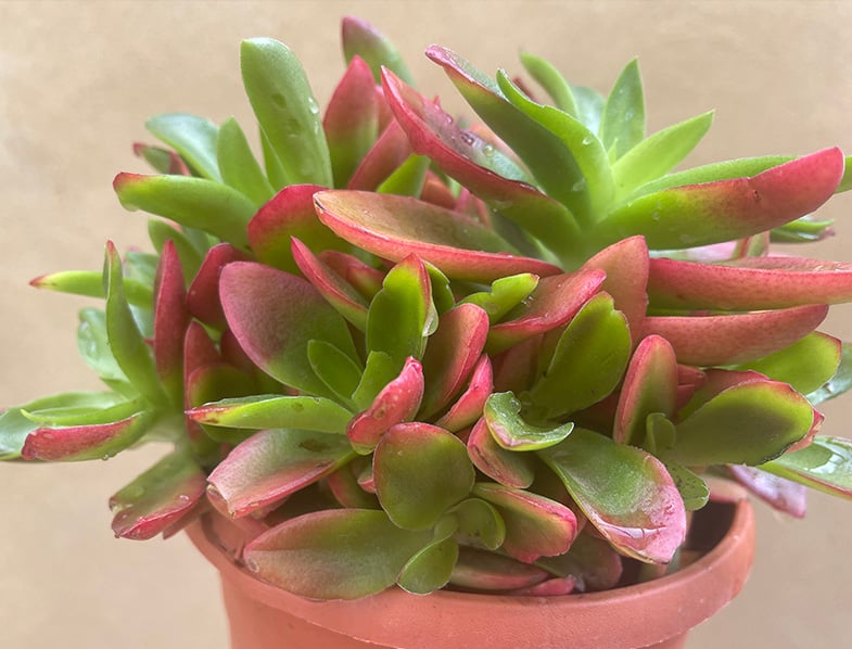 Crassula Capitella