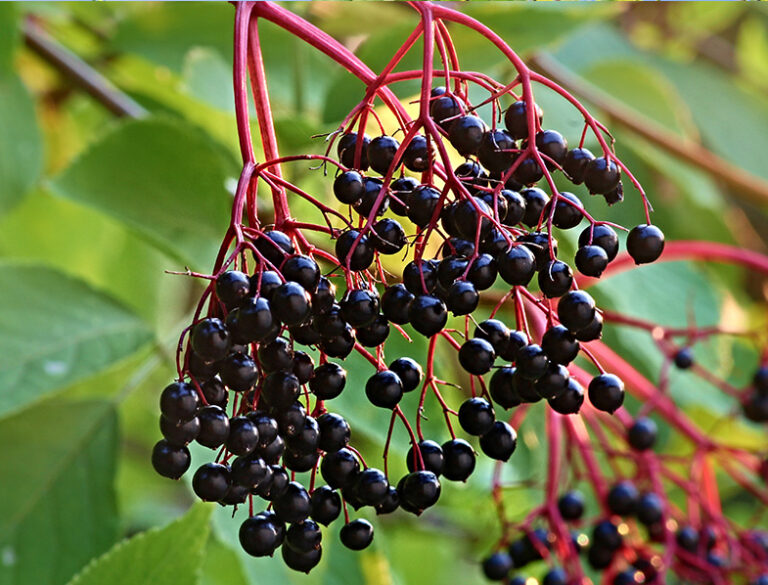 Elderberry Bush Guide: How to Grow and Care for Elderberries