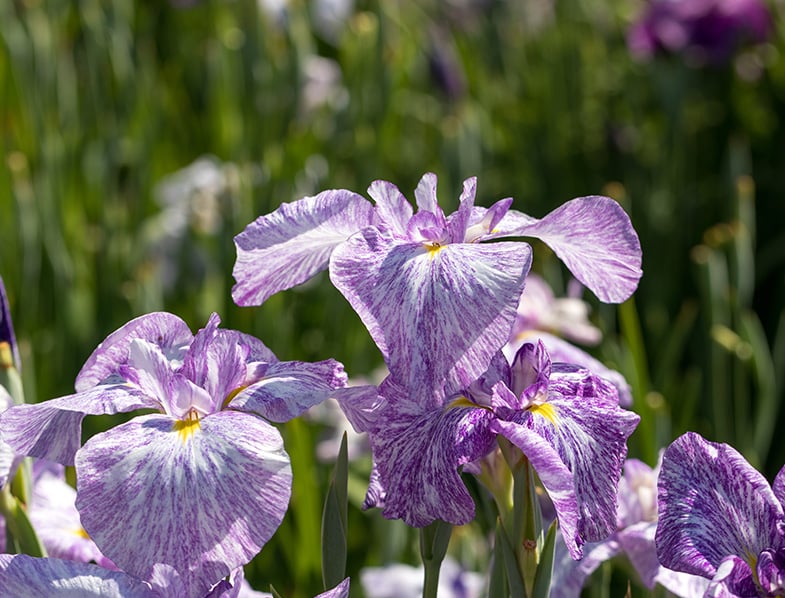 Japanese Iris