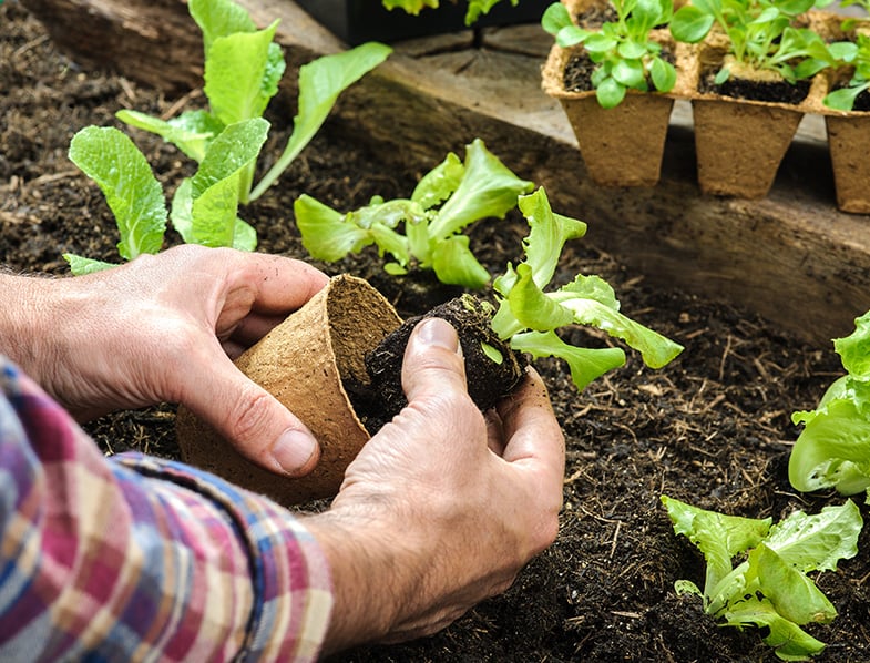 Organic Gardening