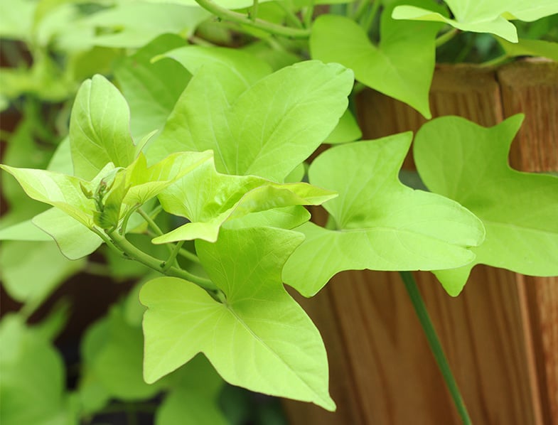 Sweet Potato Vine