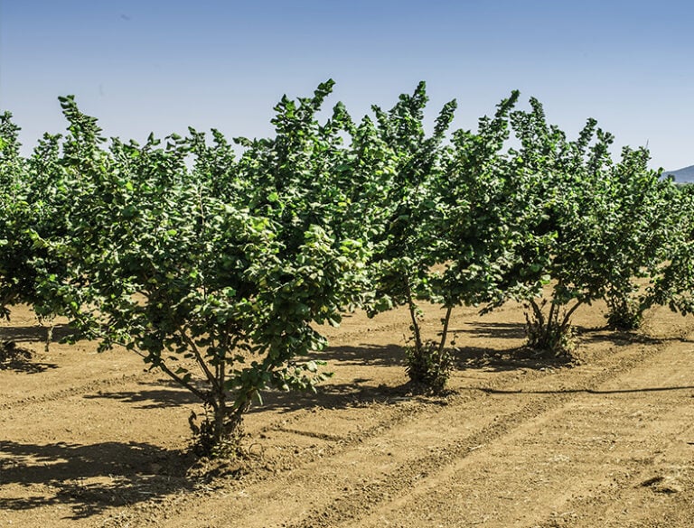 Hazelnut Tree Guide How to Grow and Care for "Corylus avellana"