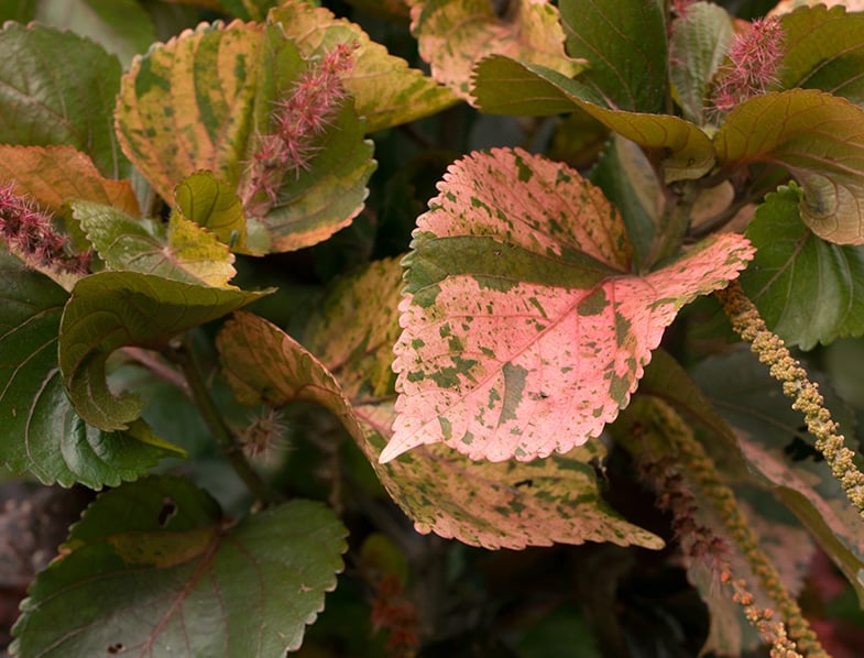 Acalypha wilkesiana