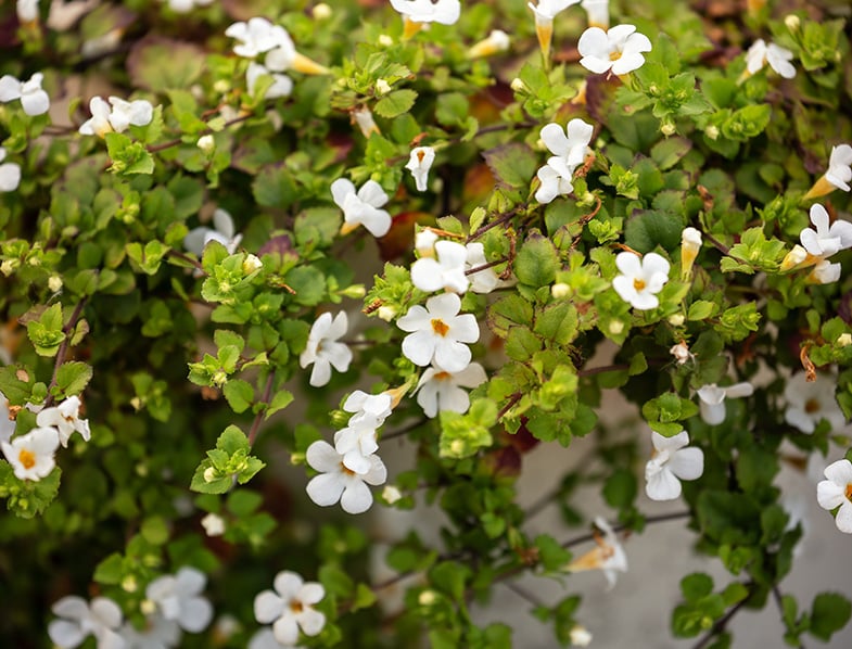 Bacopa Monnieri