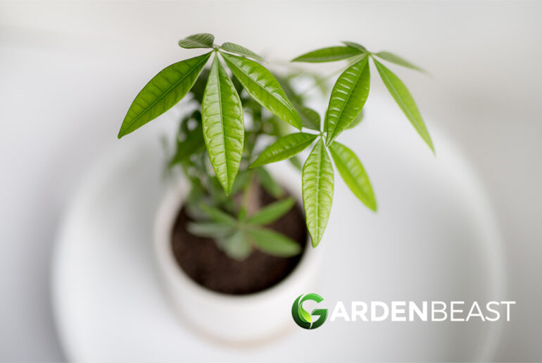 Pachira Aquatica Guide: How to Grow & Care for “Money Tree”