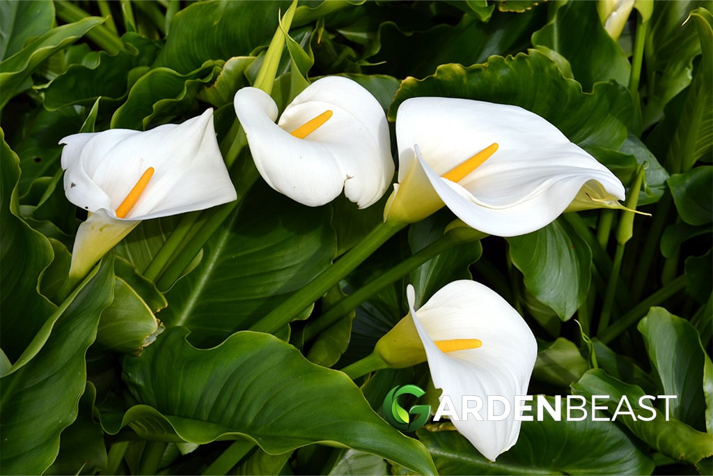 Home Living Outdoor Gardening Zantedeschia Aethiopica 30 Seeds Etna