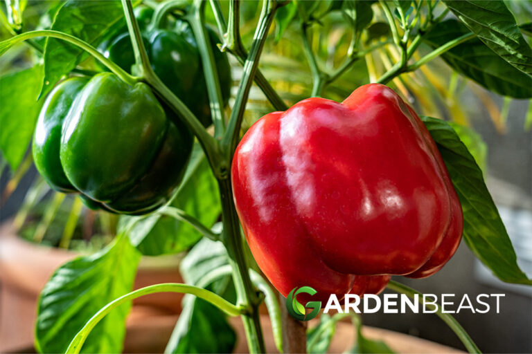 Companion Plants for Peppers Best Options to Grow Alongside Peppers