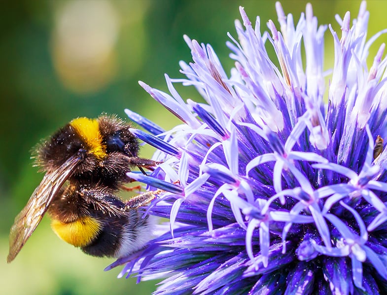 Globe Thistle Plant