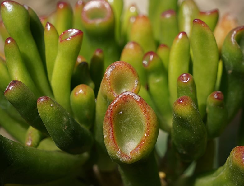 Crassula Ovata Gollum