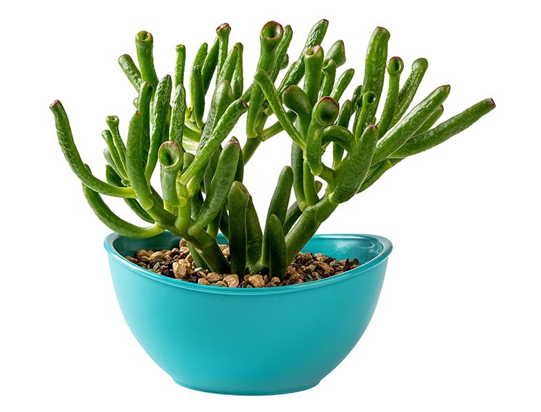 Crassula Ovata Gollum