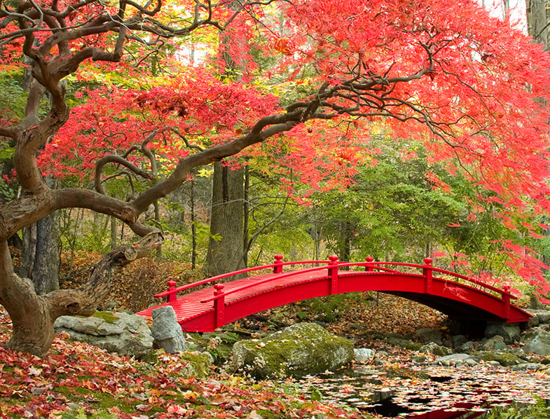 What Is a Japanese Garden? Key Features, Plants, and More