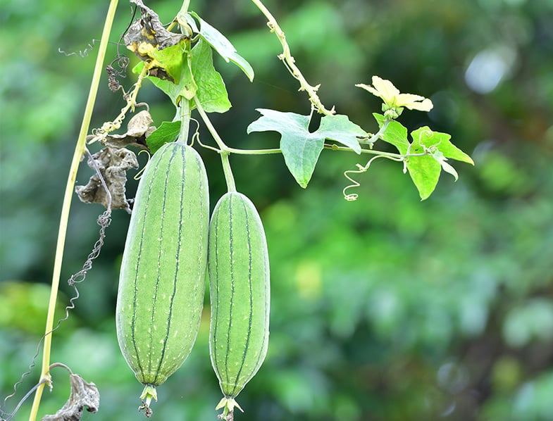 Loofah Gourds