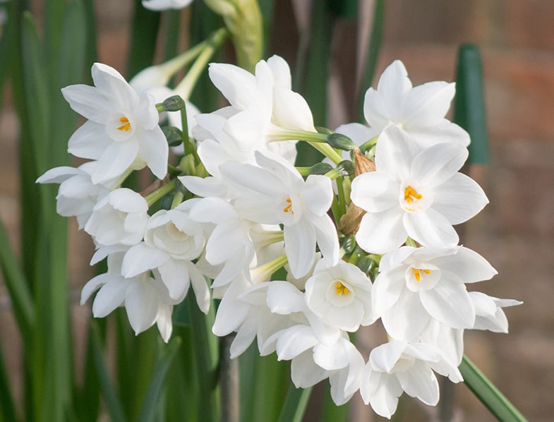 Narcissus papyraceus