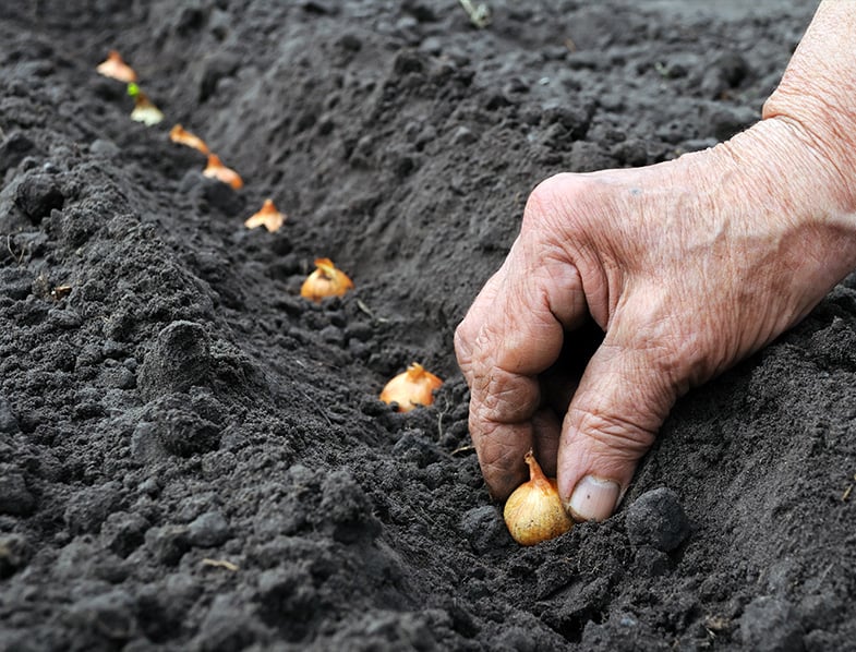 Planting Bulbs