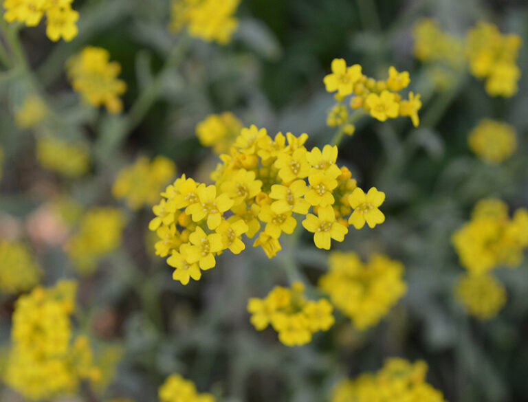 Basket of Gold Guide How to Grow & Care for “Aurinia Saxatilis”